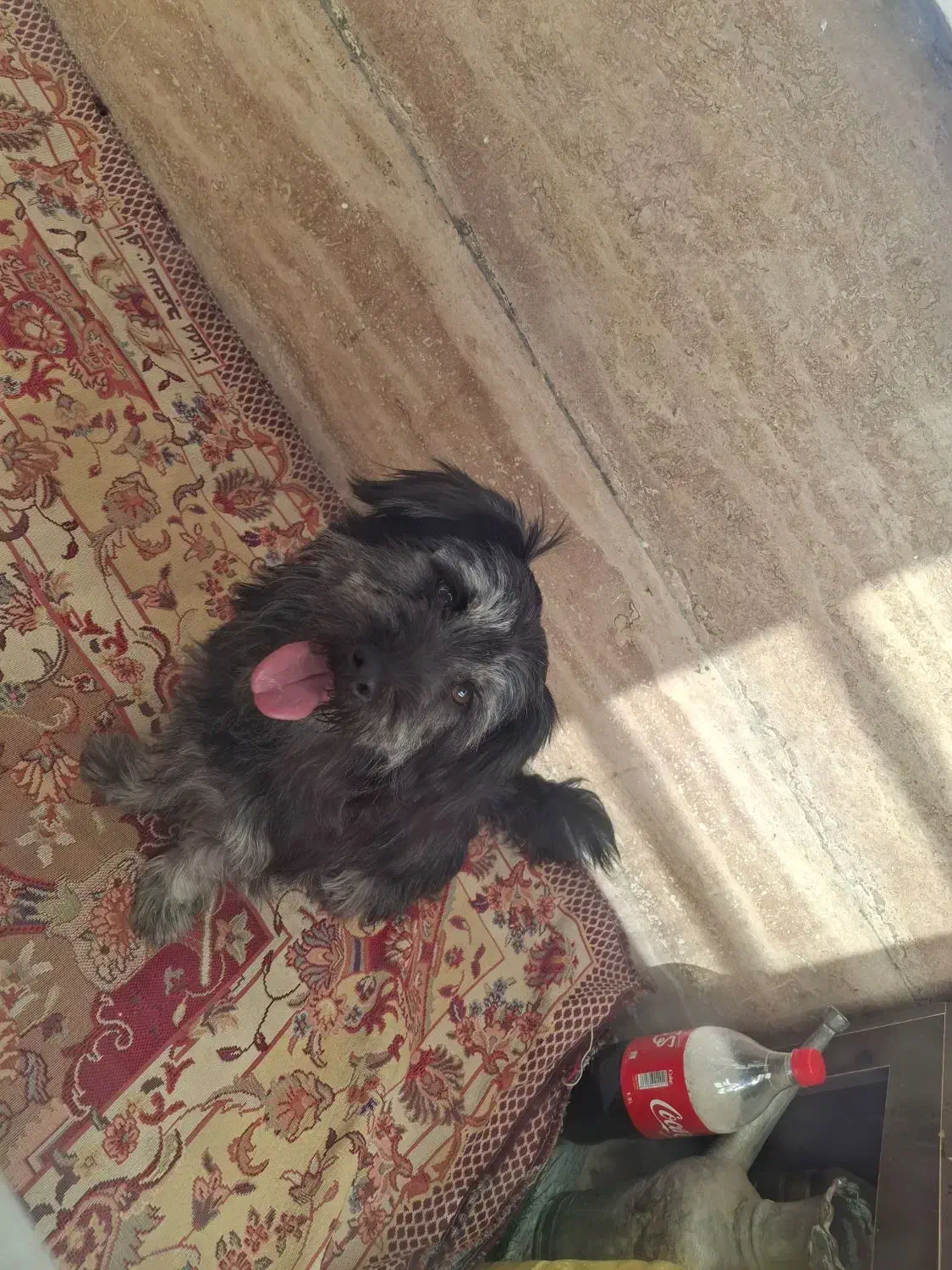 توله سگ نژاد شیتزو تریر 5 ماهه|سگ|ملایر, |دیوار