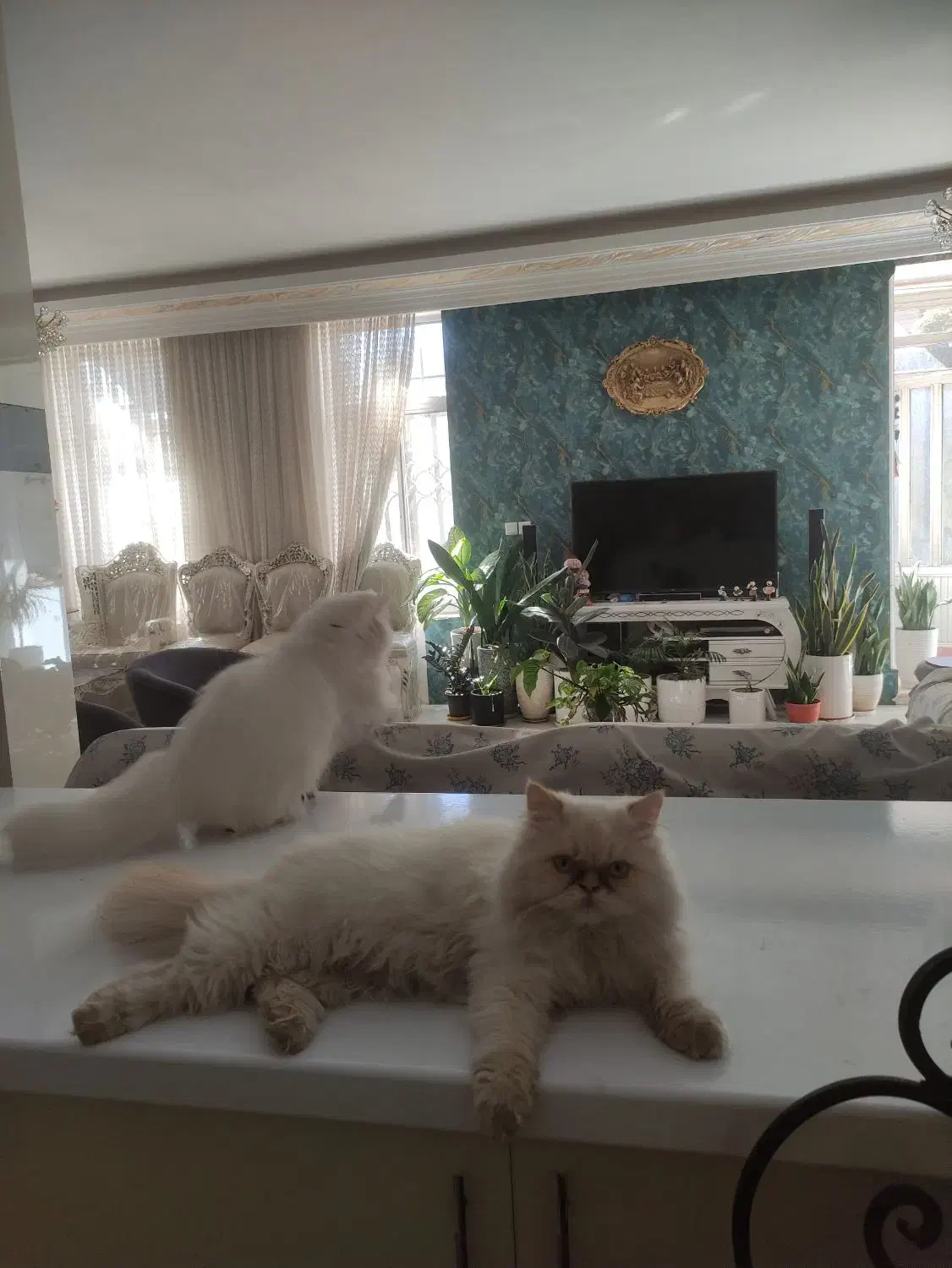 بچه گربه پرشین|گربه|نیشابور, میدان حافظ|دیوار