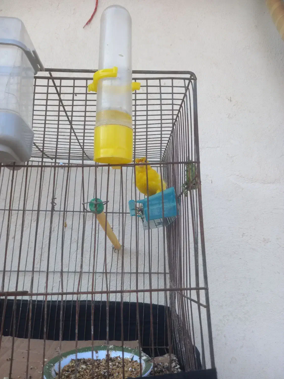 فروش قناری|پرنده|زرین دشت (فارس), |دیوار