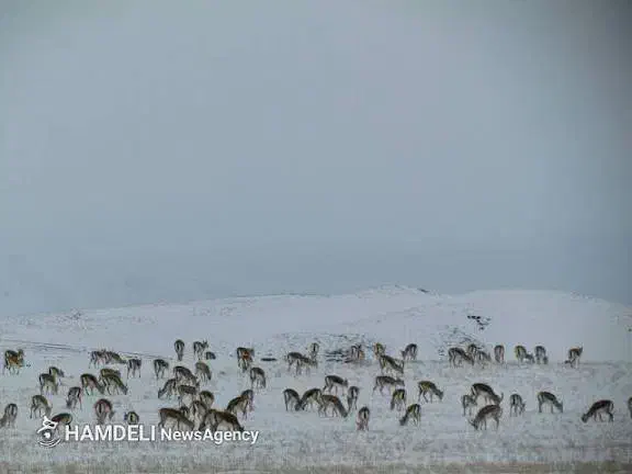 فروش زمین مسکونی در سهرین|فروش زمین و ملک کلنگی|قره پشتلو, |دیوار