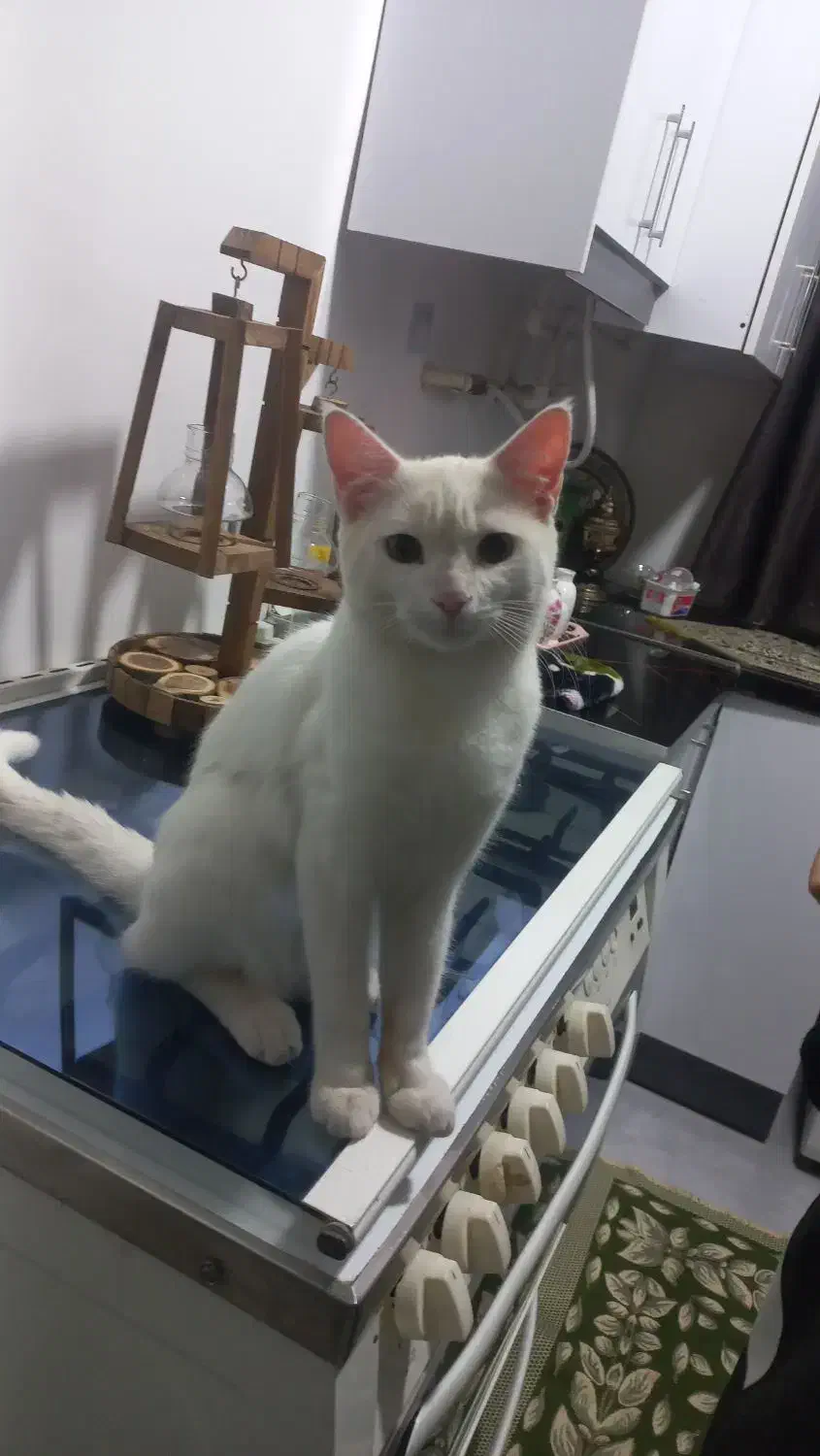 گربه خانگی|گربه|مشهد, فدک|دیوار