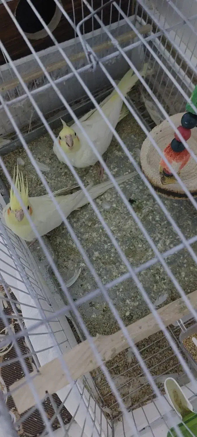 یه جفت عروس هلندی نروماده جوان عالی|پرنده|اهر, |دیوار