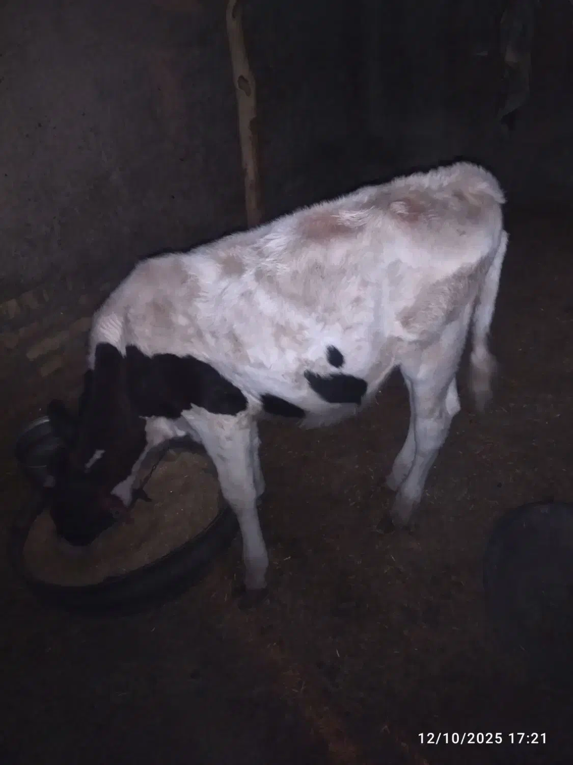 گاو|حیوانات مزرعه|زابل, |دیوار