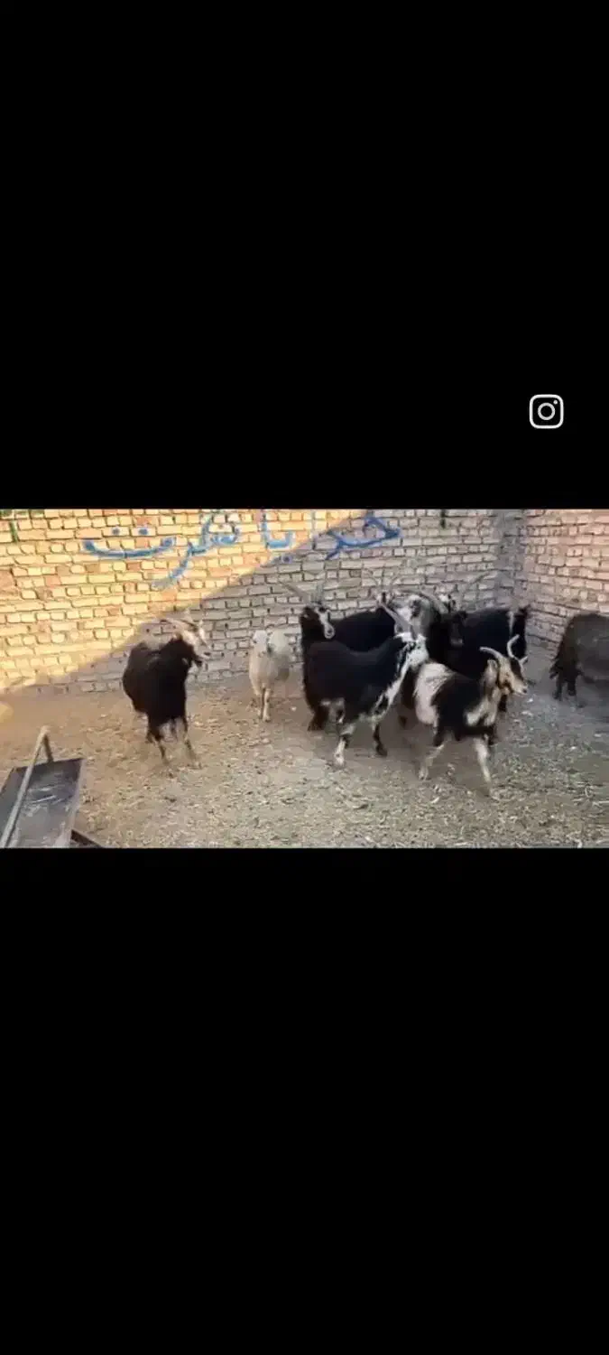 بز بزغاله بره میش قوچ|حیوانات مزرعه|جوادآباد, |دیوار