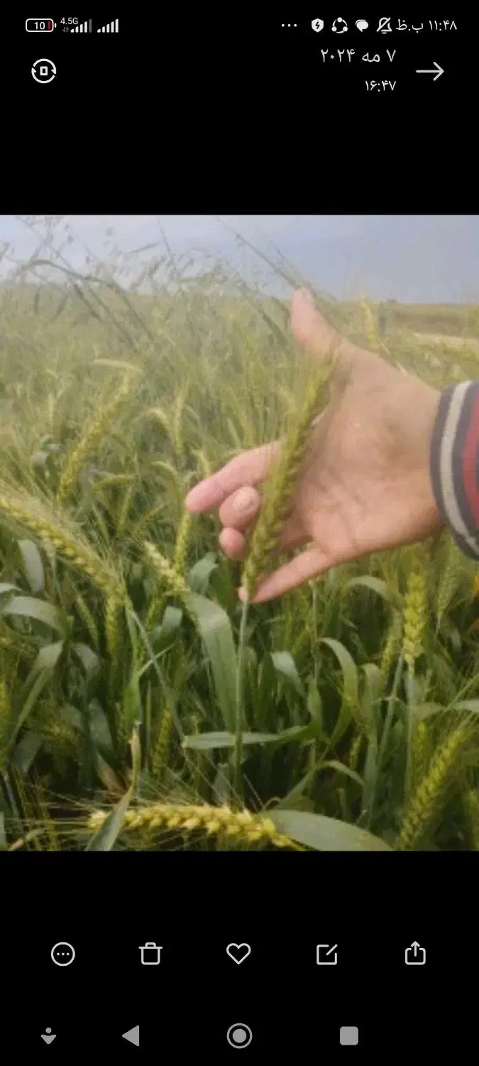 جو ال بی ...محلی|خدمات باغبانی و درختکاری|گنبد کاووس, |دیوار