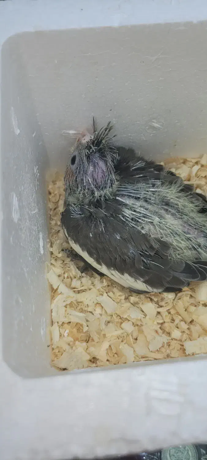 جوجه عروس هلندی|پرنده|قم, باجک یک|دیوار