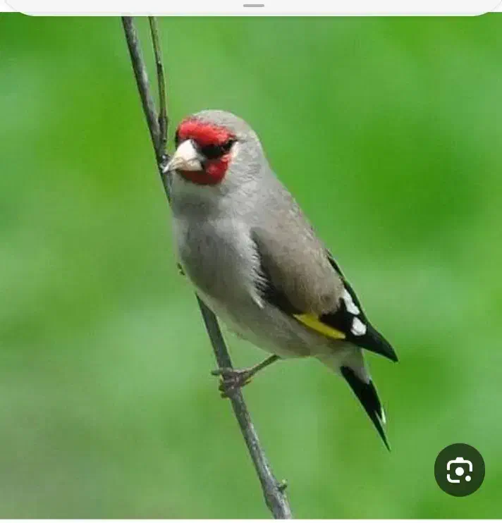 سهره|پرنده|سیرجان, |دیوار