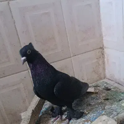 کفتر کبوتر نر|پرنده|کرمان, |دیوار