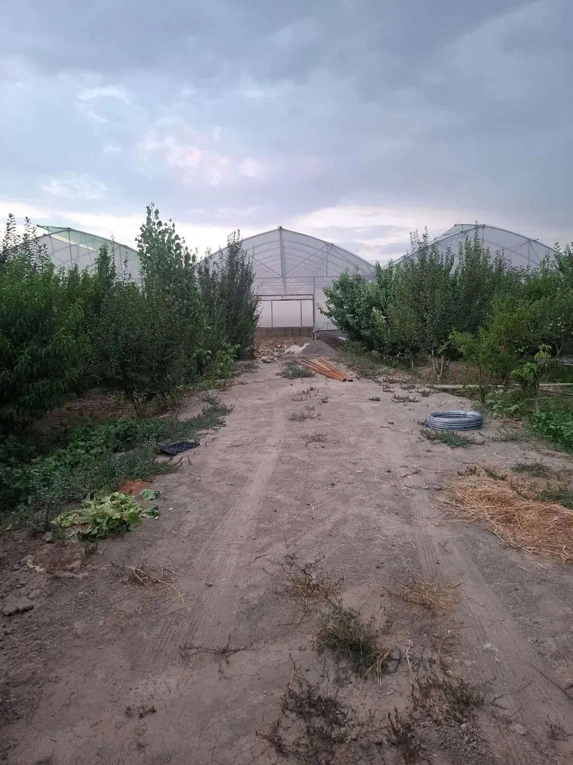 گلخانه به متراژ 15000 متراژ 2000متر درختان میوه|فروش دفتر صنعتی، کشاورزی، تجاری|هشتگرد, تهران دشت|دیوار