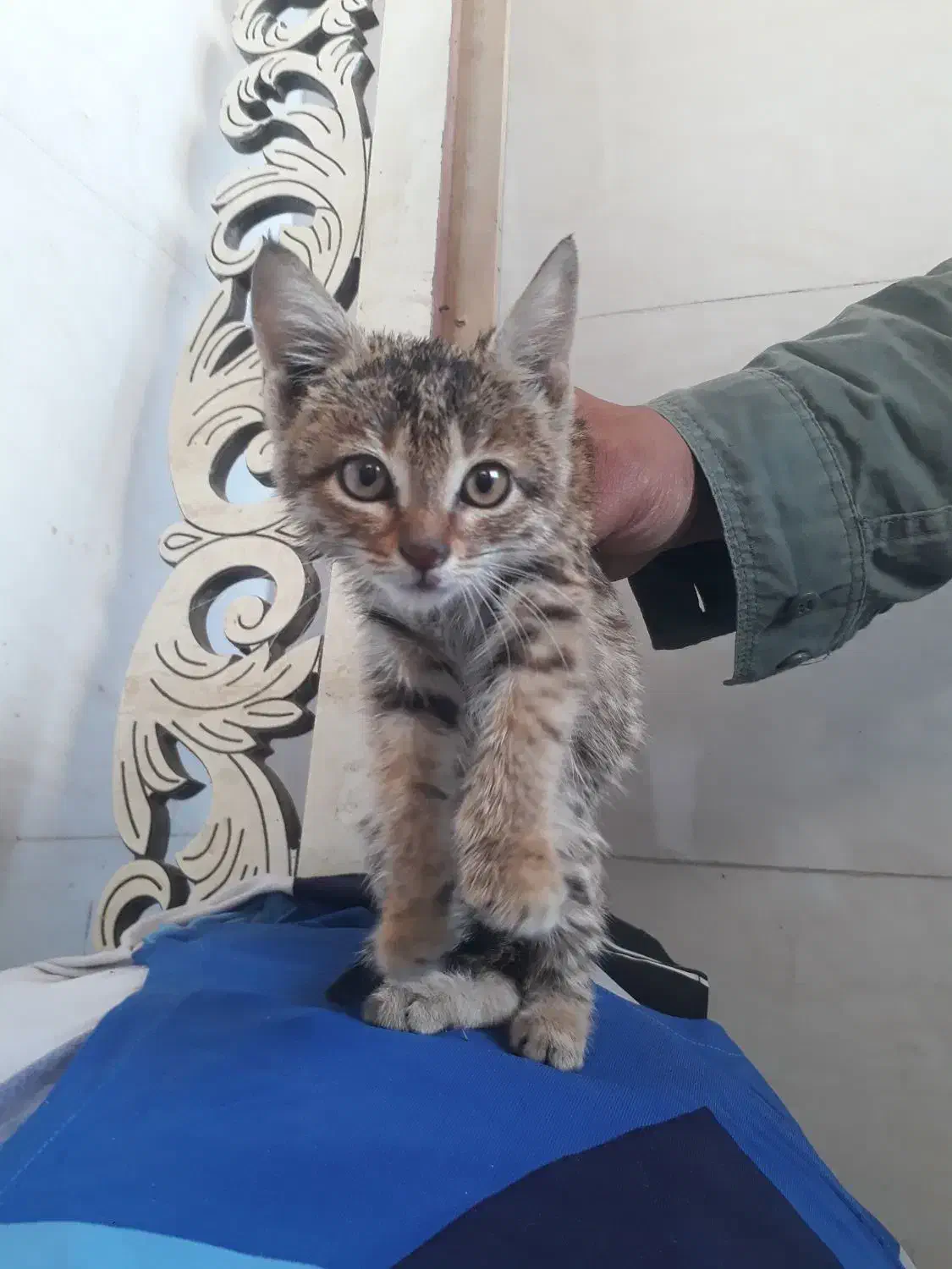 بچه گربه بازیگوش|گربه|همدان, |دیوار