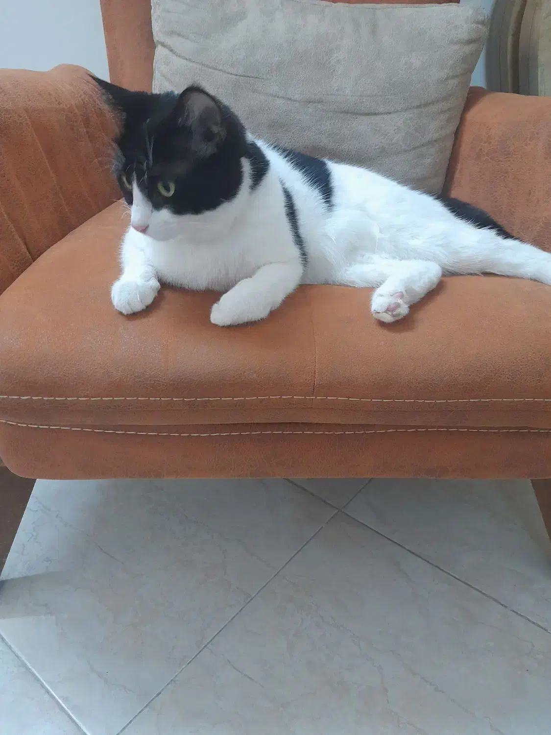 میلو خوشکل و ناز|گربه|شاهرود, |دیوار