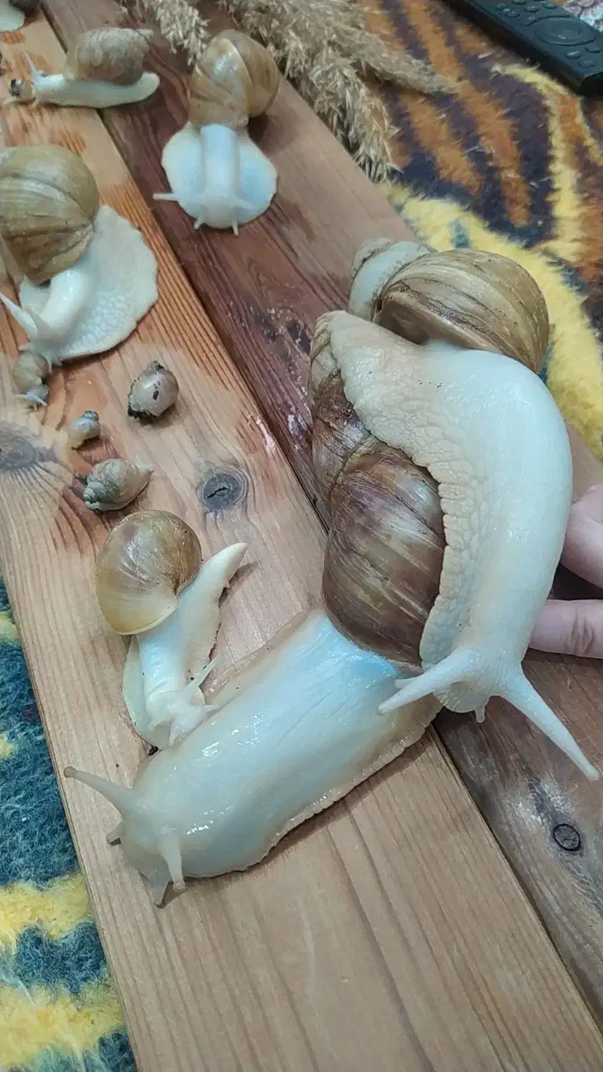 حلزون|خزنده|تهران, یافتآباد|دیوار