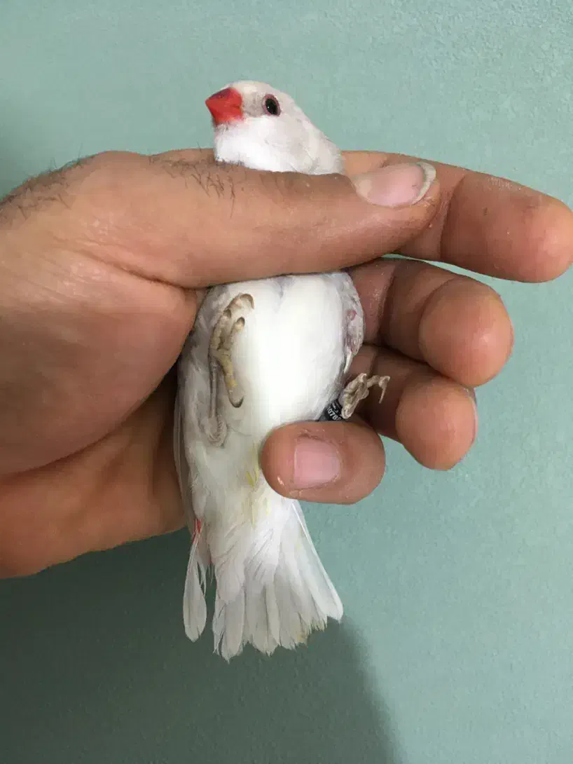 فروش فنچ|پرنده|فولادشهر, B5|دیوار