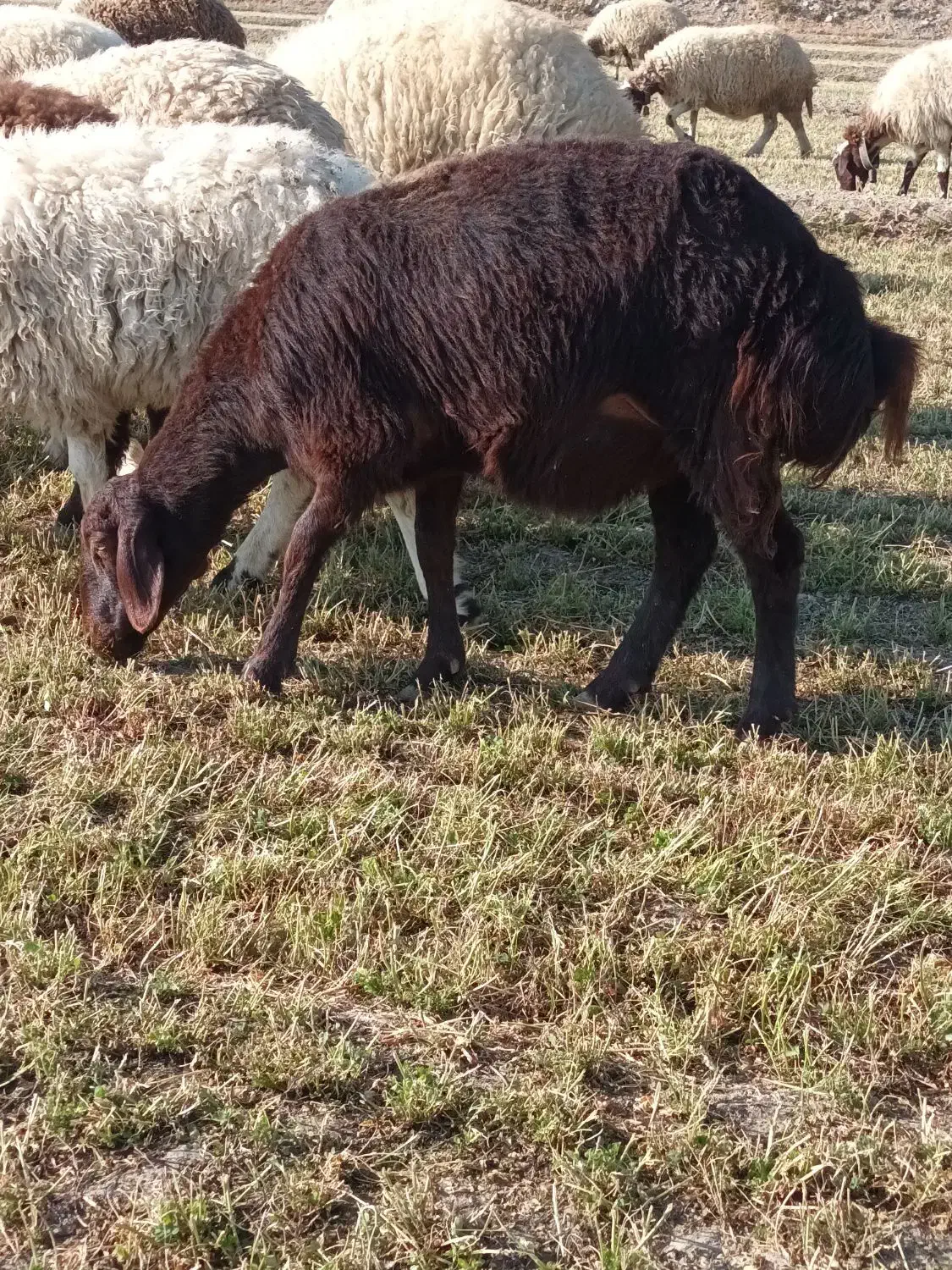 بره ماده شیشک|حیوانات مزرعه|گلپایگان, |دیوار