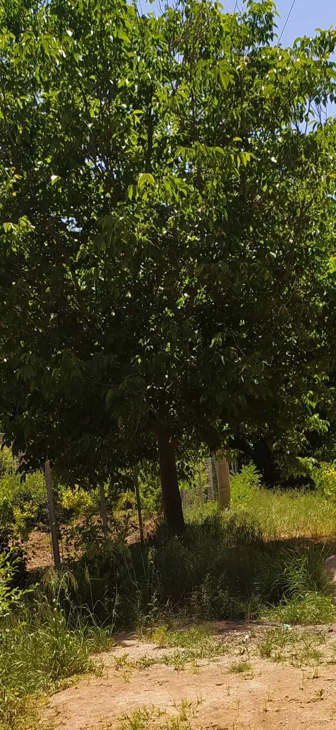 ویلا و باغ در چهار خروار|فروش خانه و ویلا|بجنورد, |دیوار