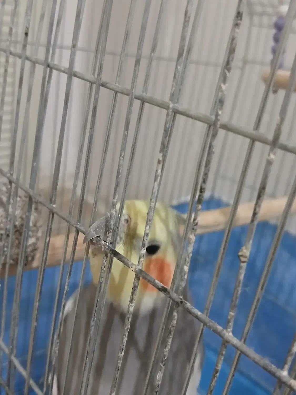 عروس هلندی|پرنده|اسدآباد, |دیوار