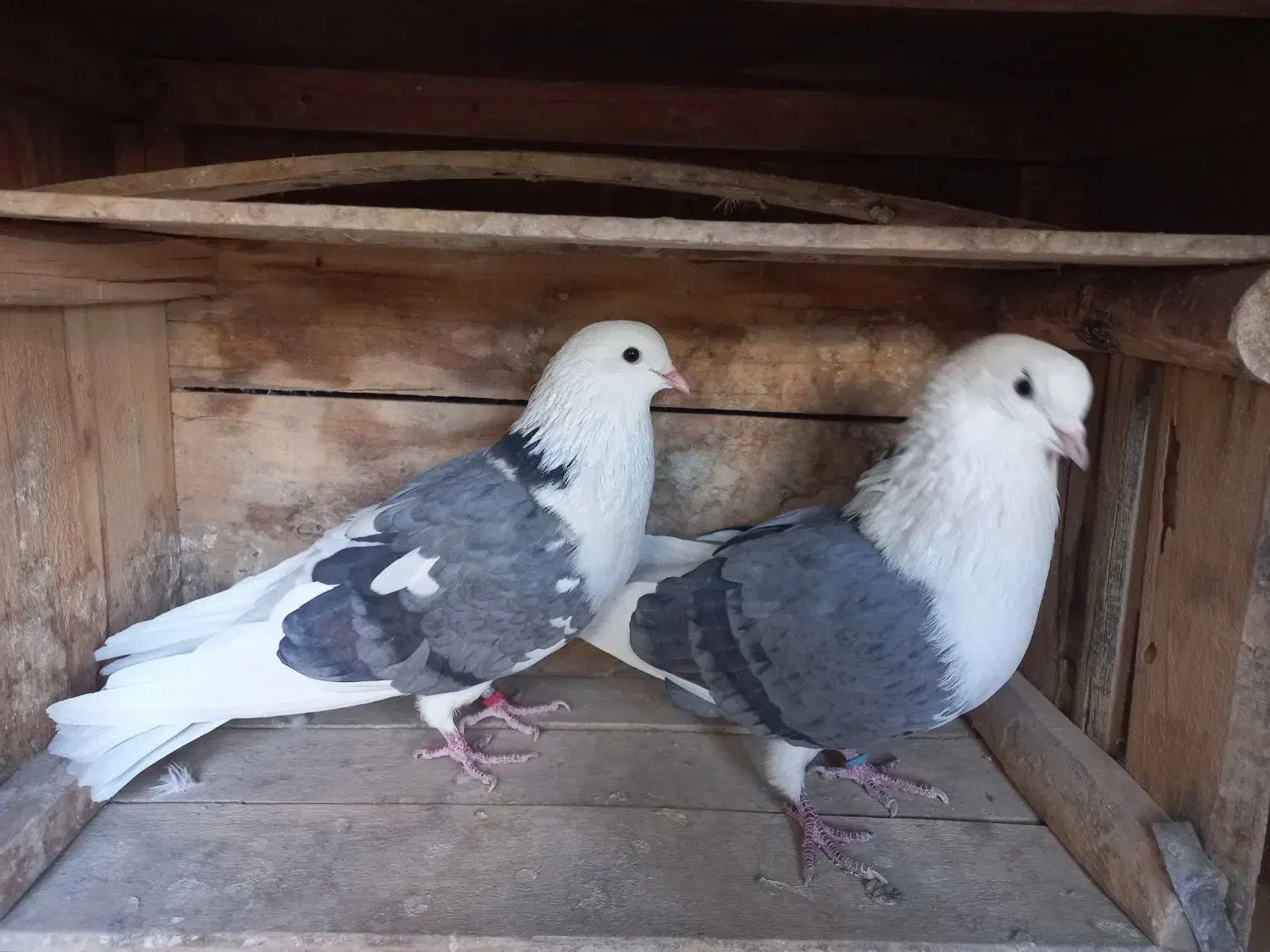 نر وماده پشت سبز خال قدیمی|پرنده|تهران, کوی بیمه|دیوار