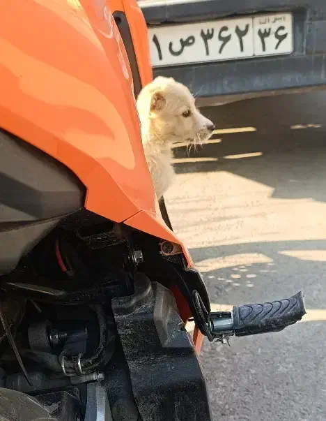 توله سگ تریر|سگ|مشهد, سازمان آب|دیوار