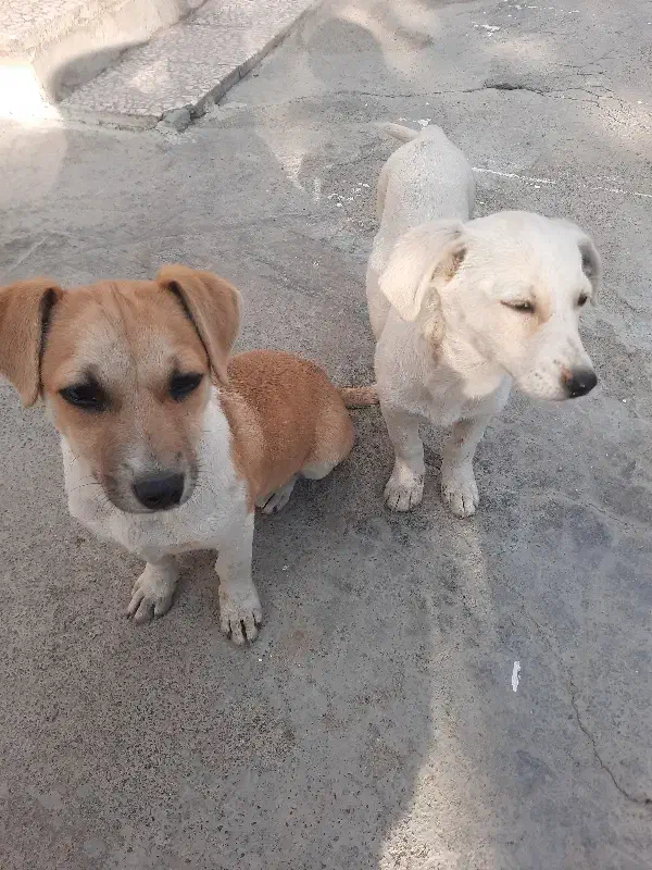 مینیاتوری، باهوش،|سگ|بیستون, |دیوار