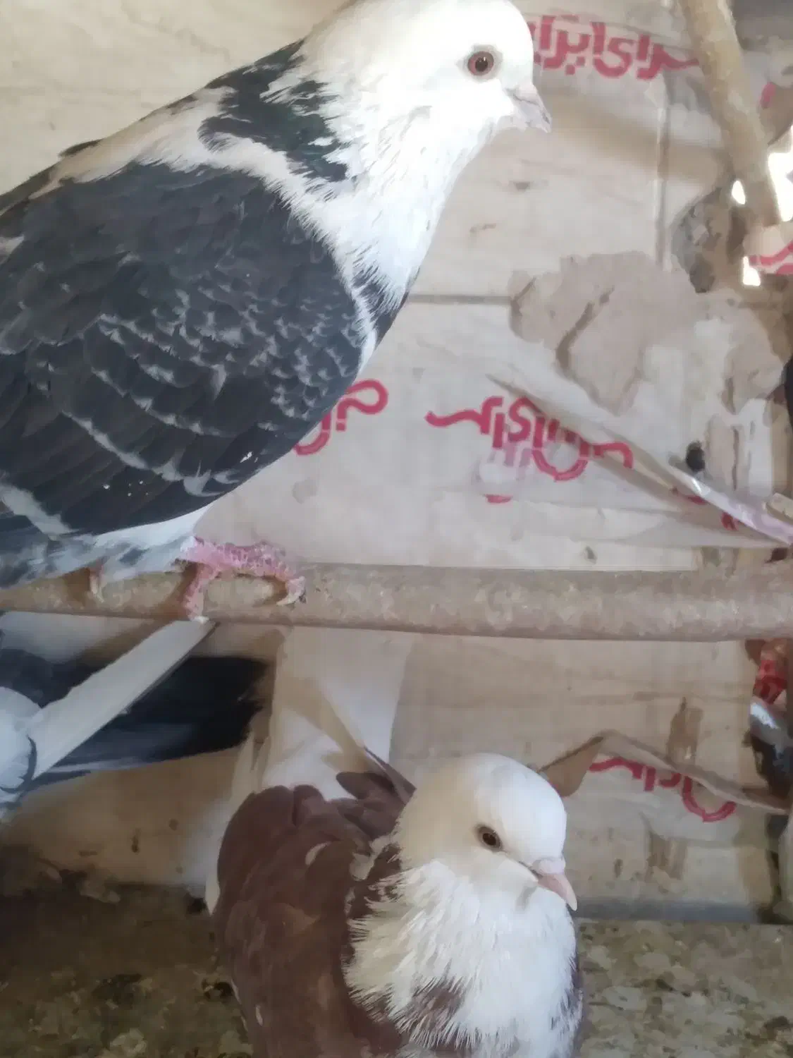 کفتر  فروشی|پرنده|قم, علی آباد سعدگان|دیوار