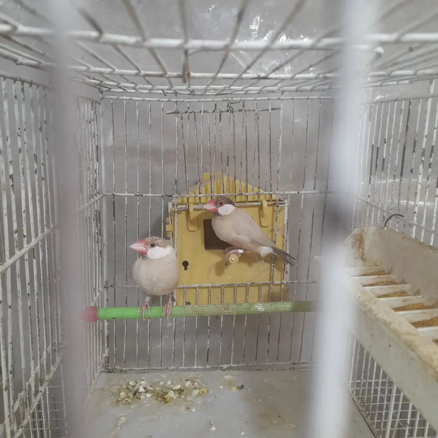 فنج|پرنده|دامغان, |دیوار