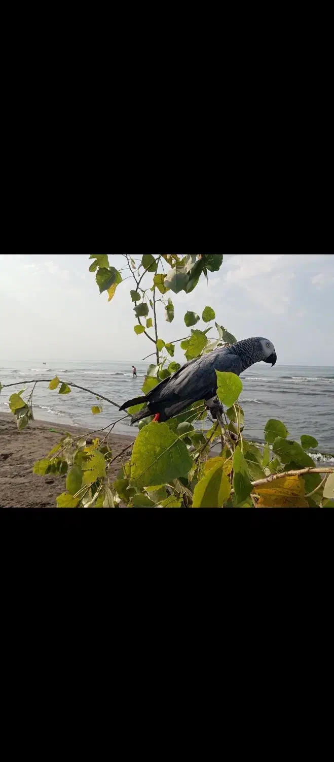 کاسکو|پرنده|اسلامشهر, شهرک قائمیه|دیوار