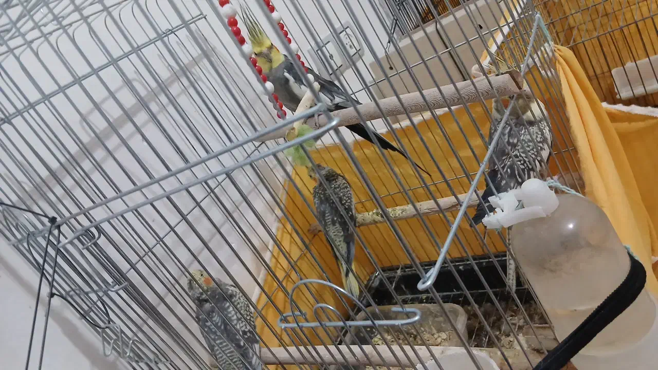 عروس هلندی|پرنده|سمیرم, |دیوار