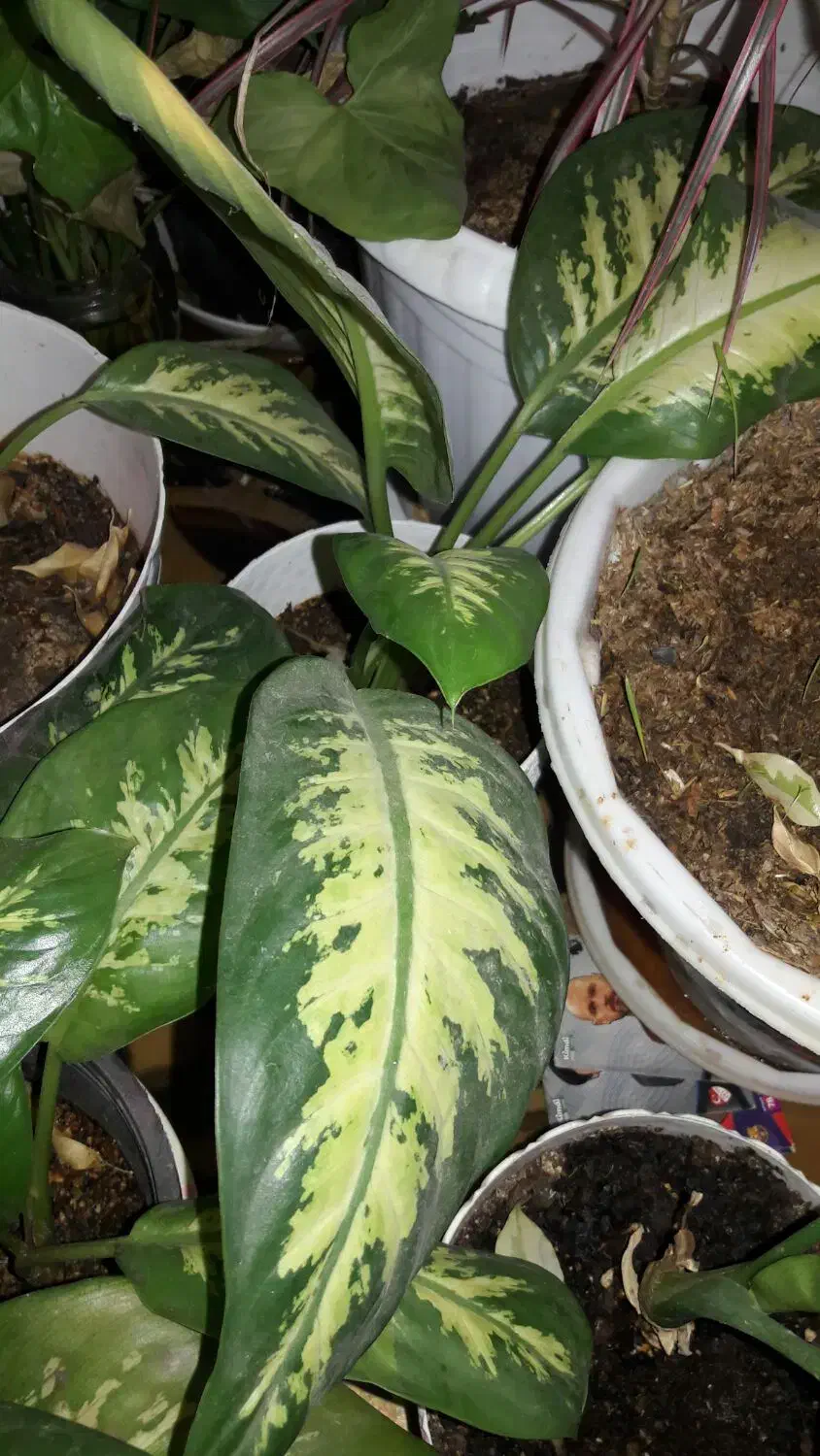 گل دیفن شادب و سرحال|گل و گیاه طبیعی|اصفهان, کارلادان|دیوار