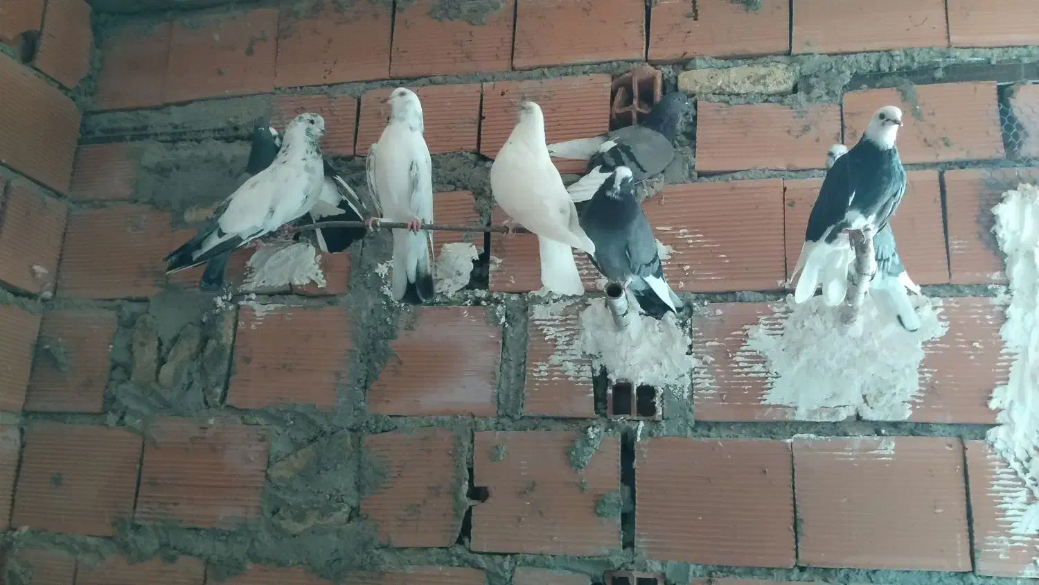 فروش و معاوضه کبوتر|پرنده|سورک, |دیوار