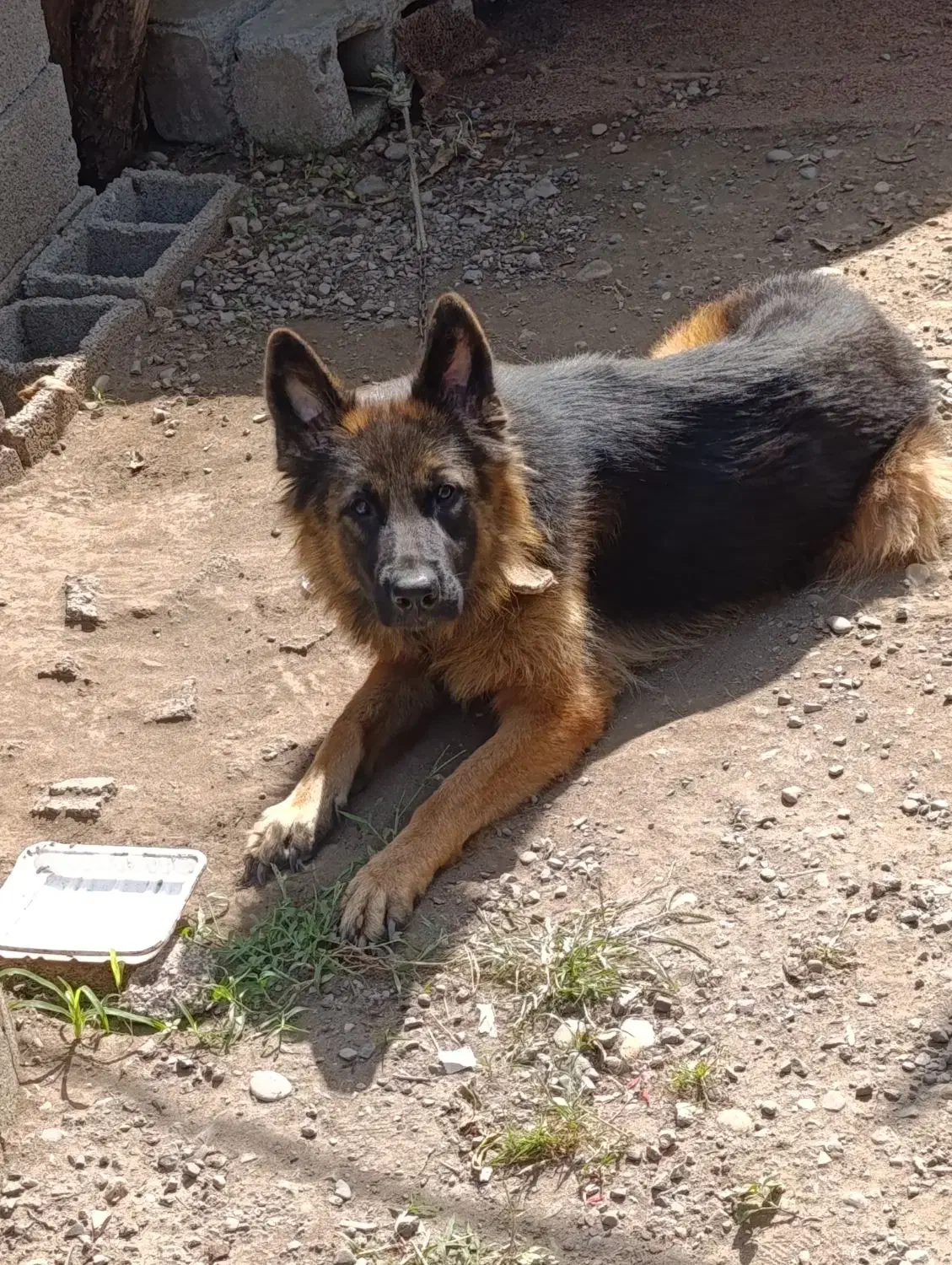 سگ ژرمن شجرداراصلی|سگ|بندر انزلی, طالب آباد|دیوار