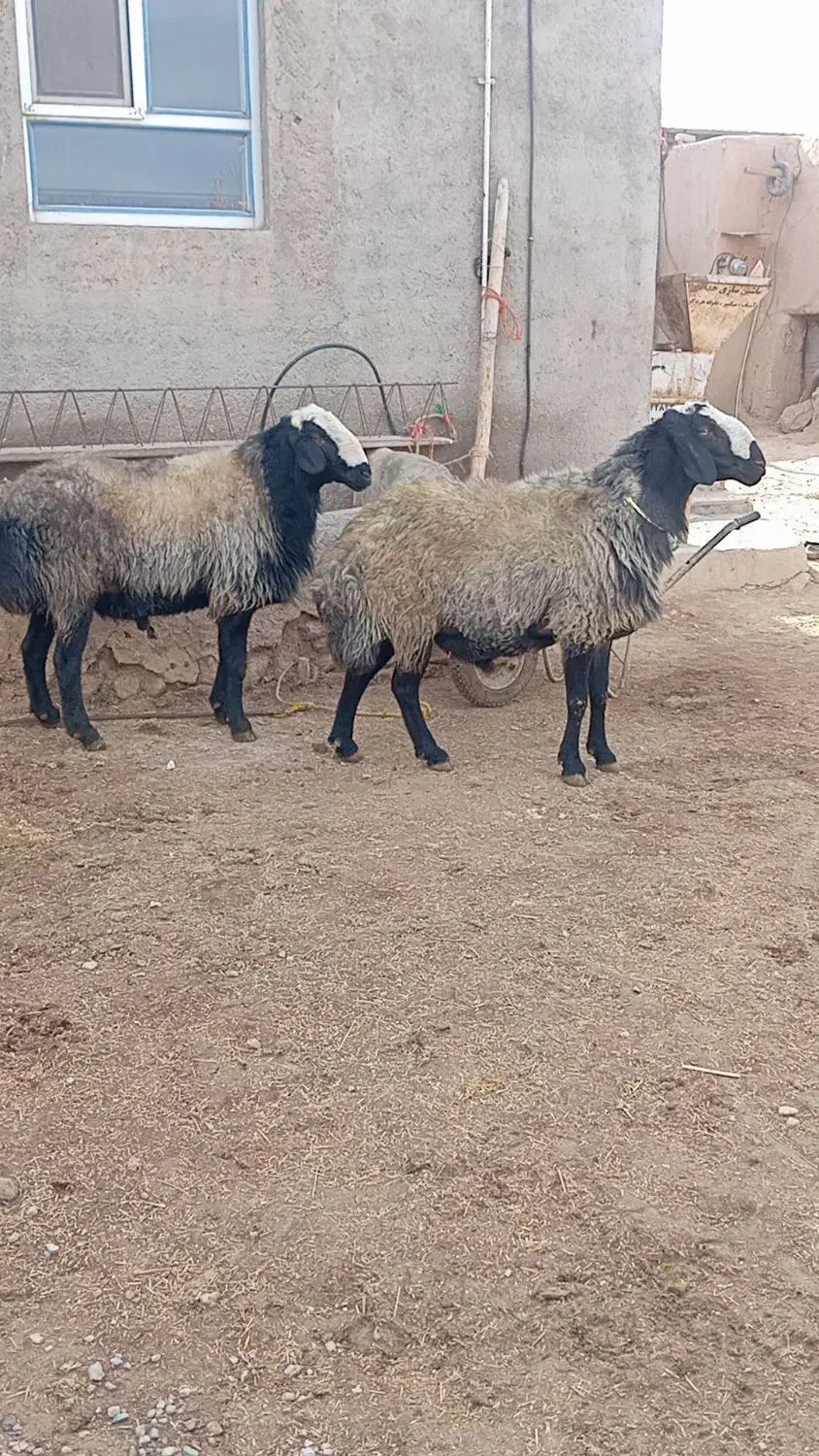فروش چهار رس قوچ اصیل|حیوانات مزرعه|قیدار, |دیوار