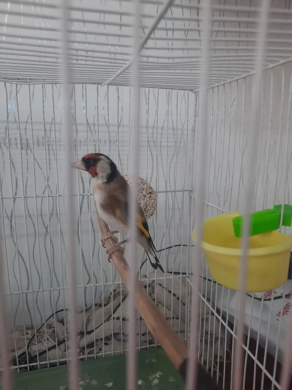 سهره چهارگل نردرشت آروم بخون|پرنده|تایباد, |دیوار