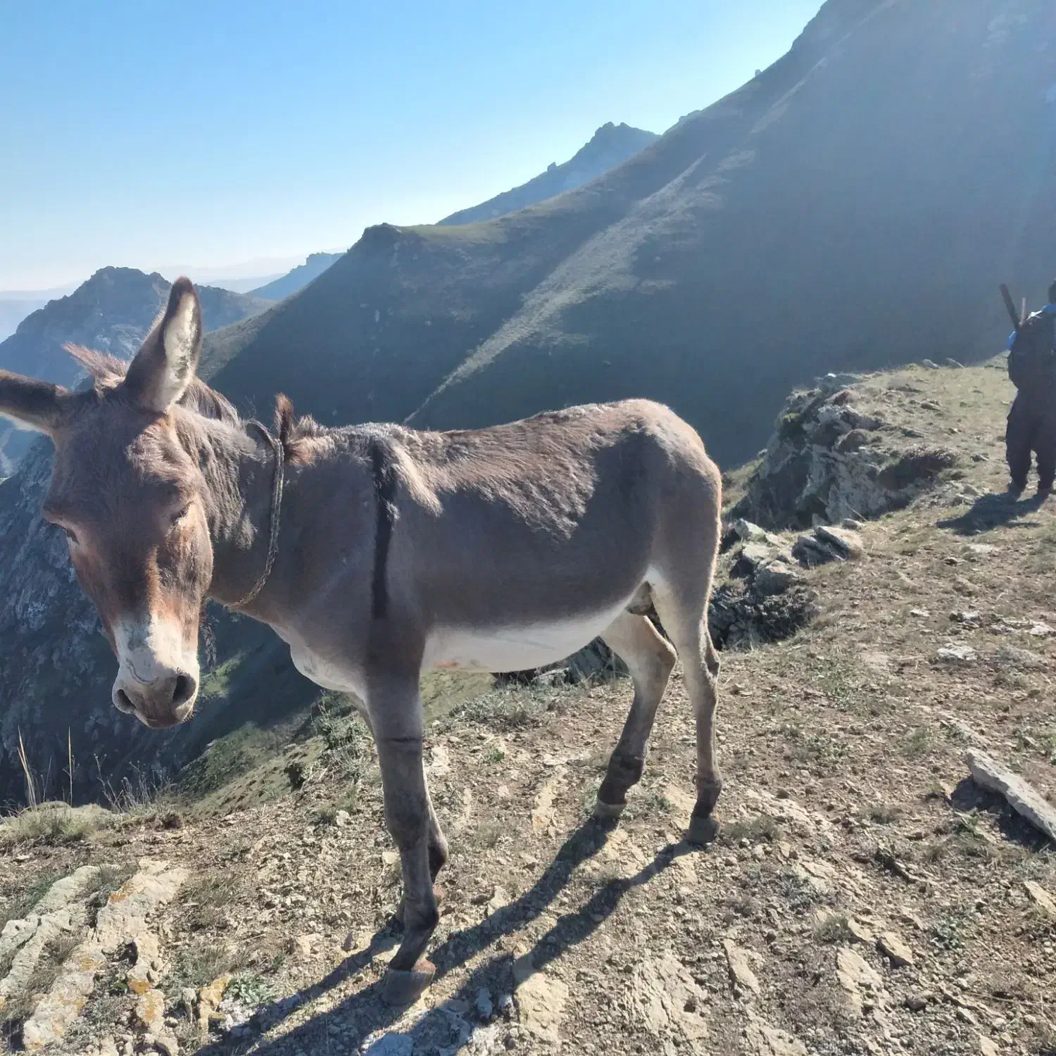 فروش الاغ|حیوانات مزرعه|مرادلو, |دیوار