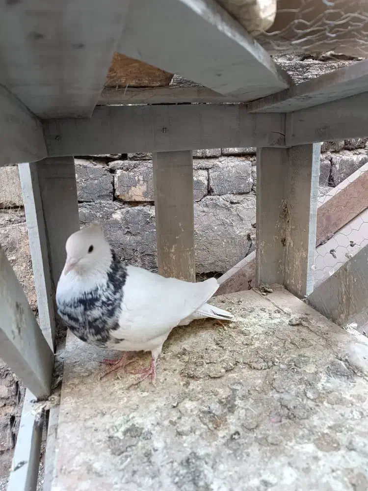 کفتر نر طوقی هتفرنگ|پرنده|اصفهان, شهرک صنعتی امیرکبیر (شاپور جدید)|دیوار