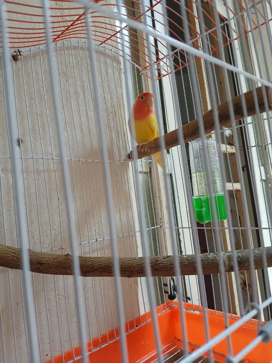 طوطی برزیلی|پرنده|چرام, |دیوار