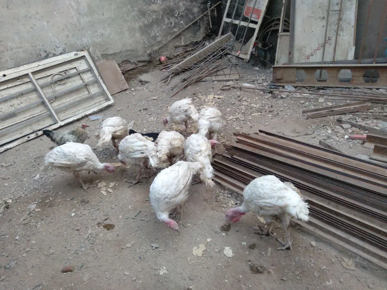 بوقلمون نژاد بیوتی|حیوانات مزرعه|فردیس, شهرک راه آهن|دیوار