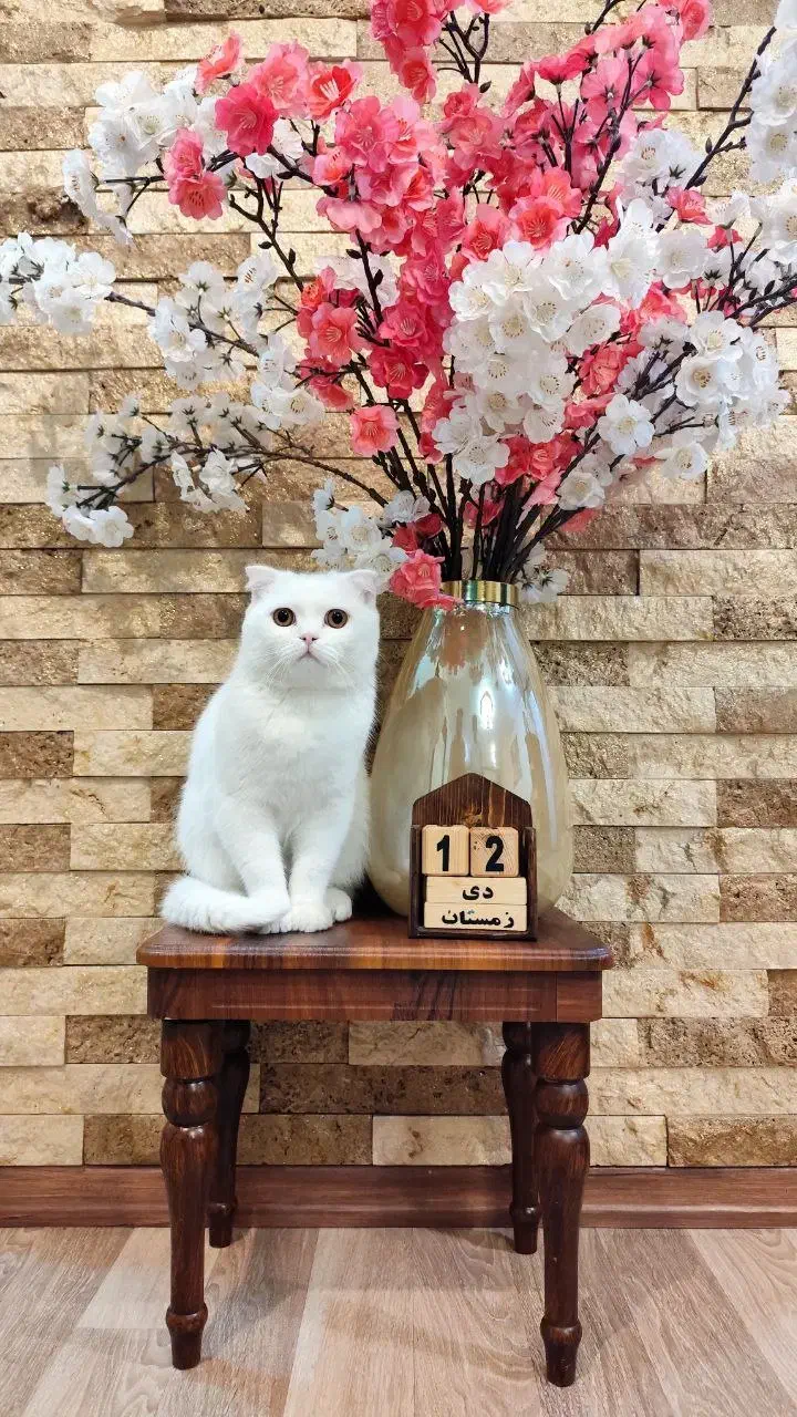 واگذاری گربه|گربه|تبریز, |دیوار