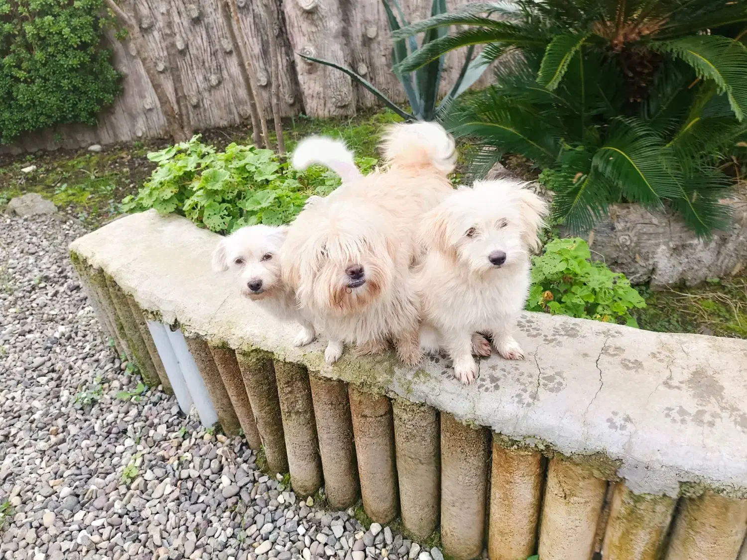 سگ پا کوتاه|سگ|آستانه اشرفیه, |دیوار