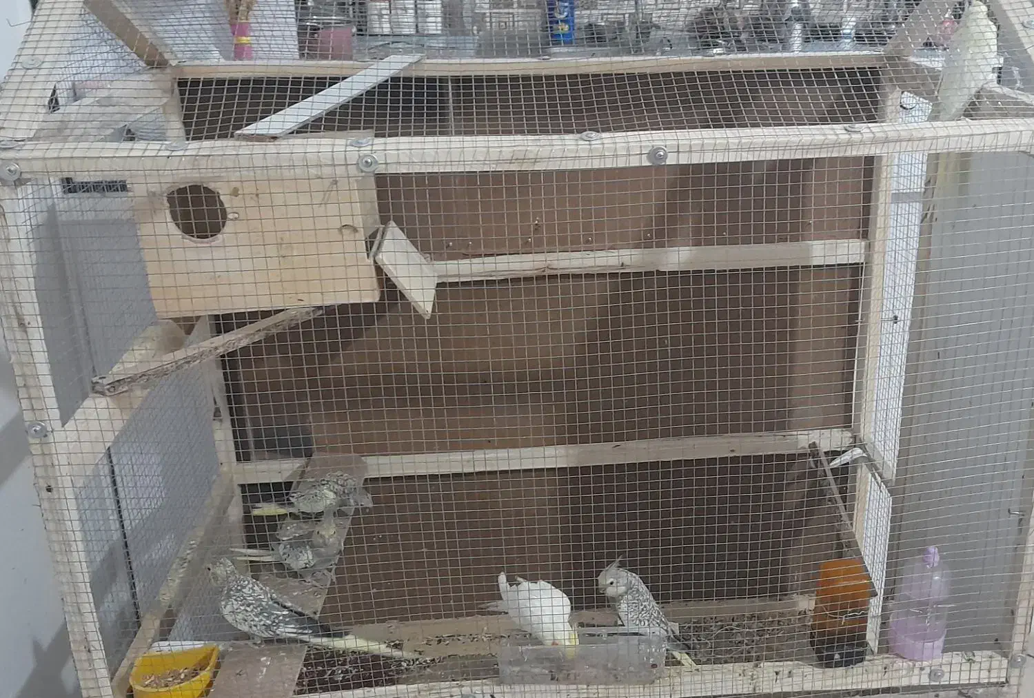 دو عدد جفت عروس هلندی|پرنده|شیراز, کوشک میدان|دیوار