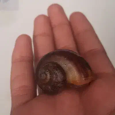 حلزون|خزنده|مشهد, تبادکان|دیوار