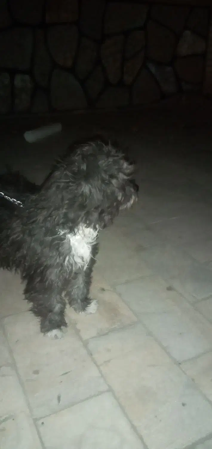 واگذاری سگ شیتزو تریر اصل آلمانی|سگ|کرمان, |دیوار