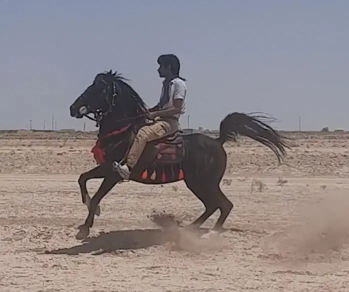 نریان مشکی واکسی ۵ نشان|اسب و تجهیزات اسبسواری|ورزنه, |دیوار