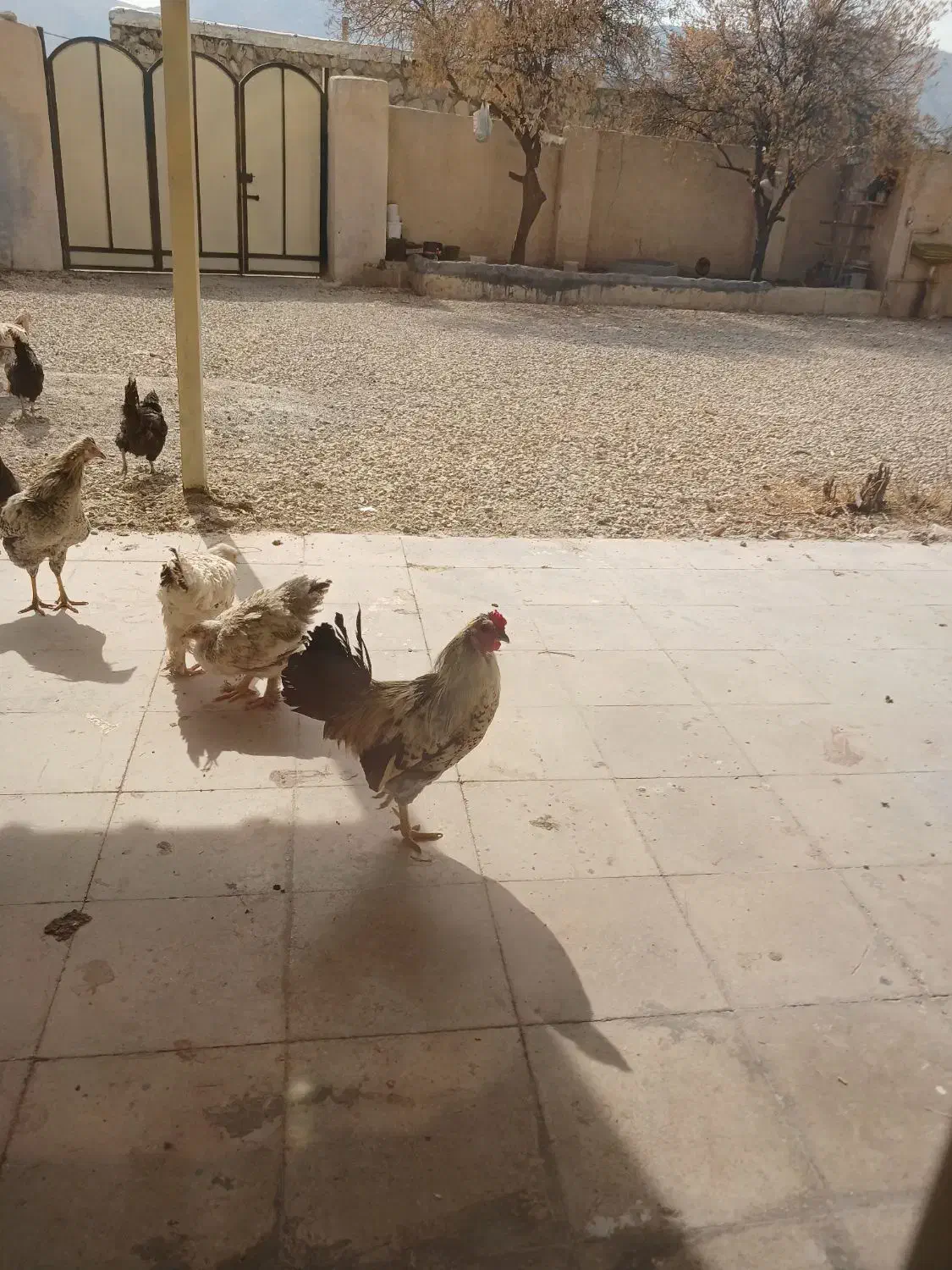 خروس نژاد دار میناتوری|حیوانات مزرعه|کوهمره, |دیوار