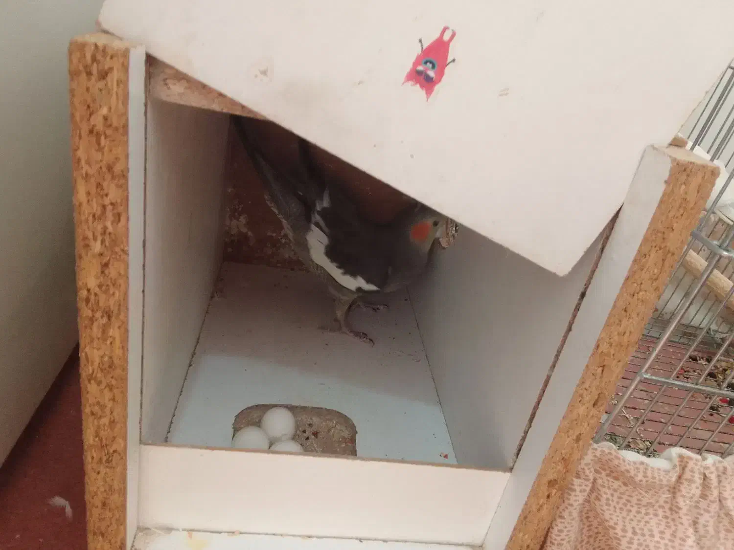 عروس هلندی مولد تخم گذار و جوجه|پرنده|گلپایگان, |دیوار