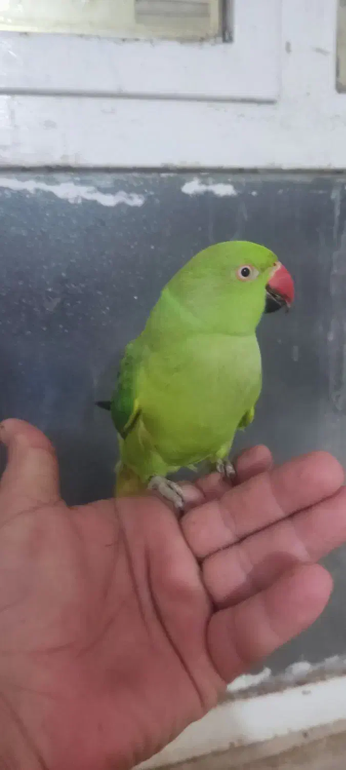 طوطی ملنگو|پرنده|برازجان, |دیوار