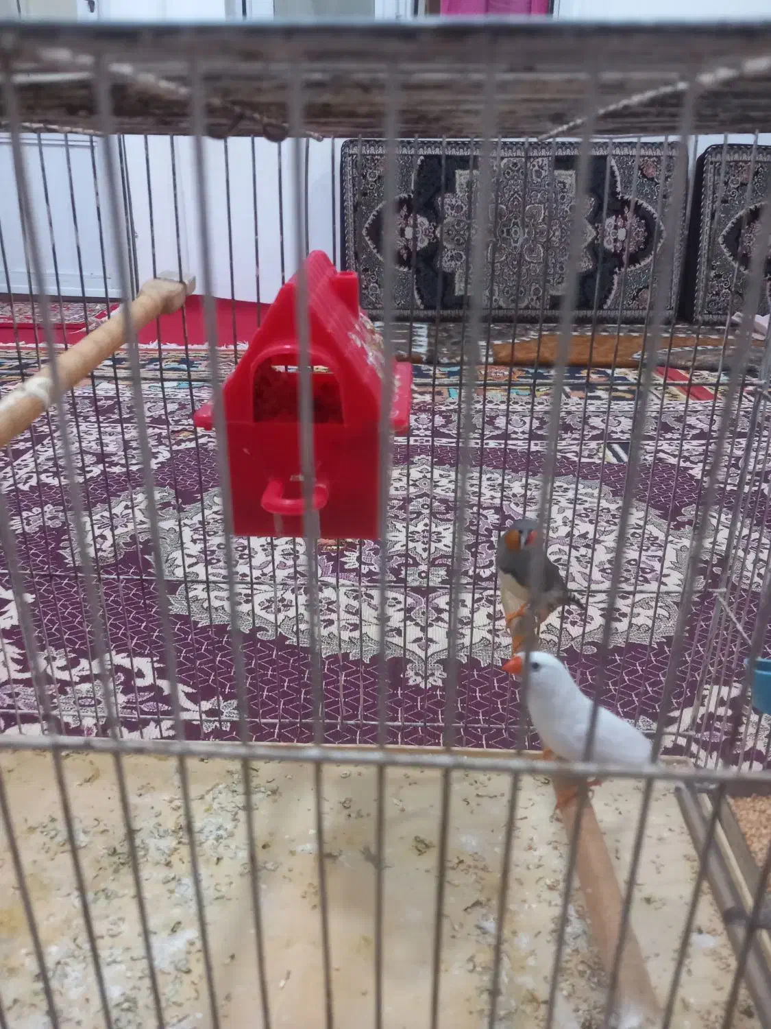 یک جفت فنج|پرنده|تبریز, |دیوار