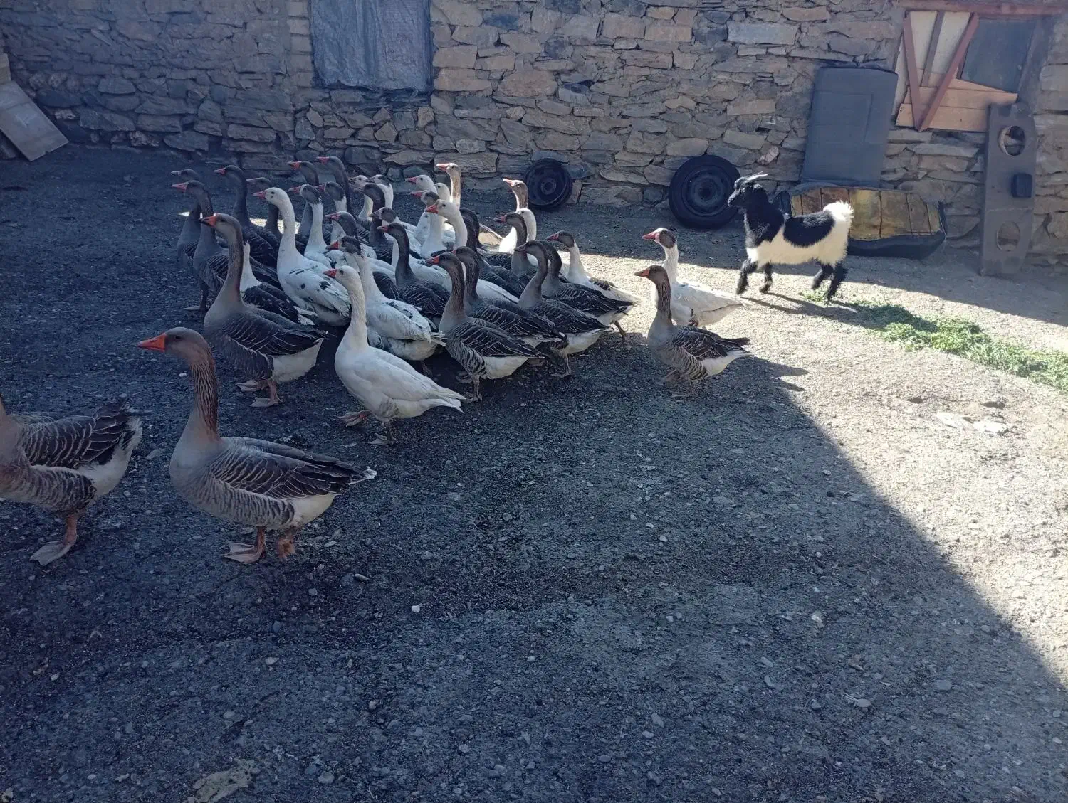 قاز و قوقاز|حیوانات مزرعه|بانه, |دیوار