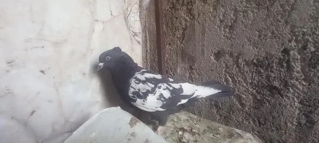 سینه نر مست|پرنده|سرایان, |دیوار