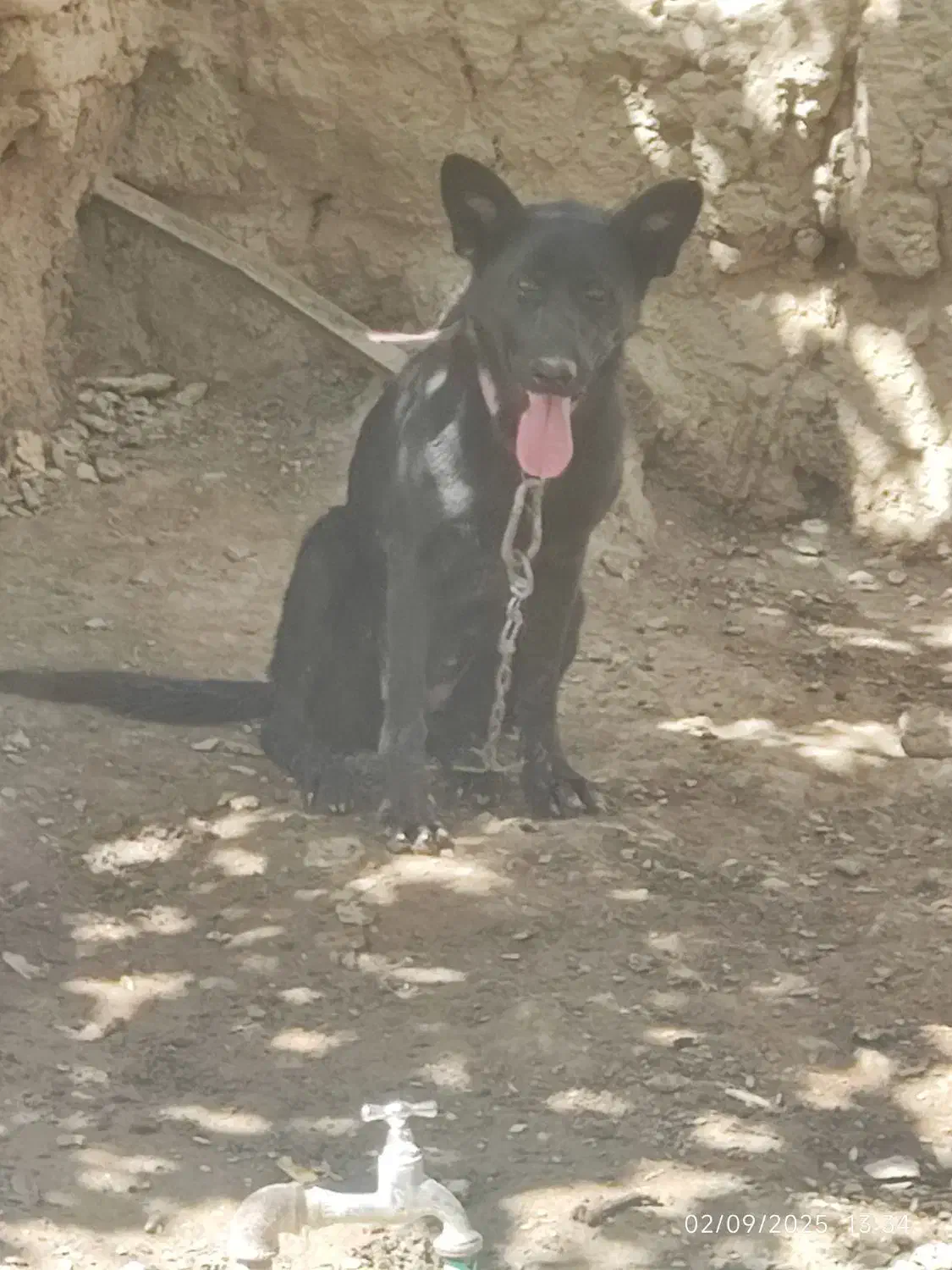 واگذاریژرمن بلک ماده|سگ|کرمان, |دیوار