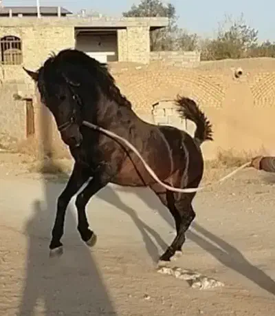 سیلمی سواری دار کرد جوان|اسب و تجهیزات اسب‌سواری|بستان آباد, |دیوار